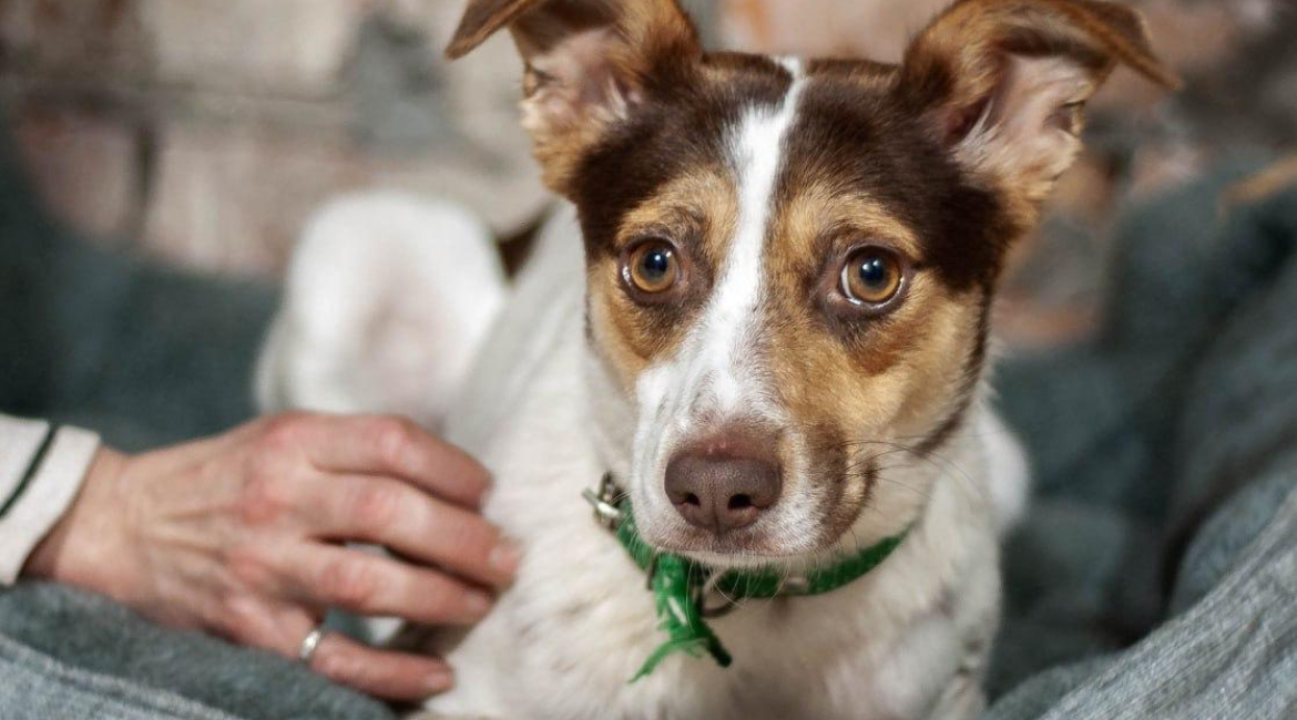 Chiens à adopter